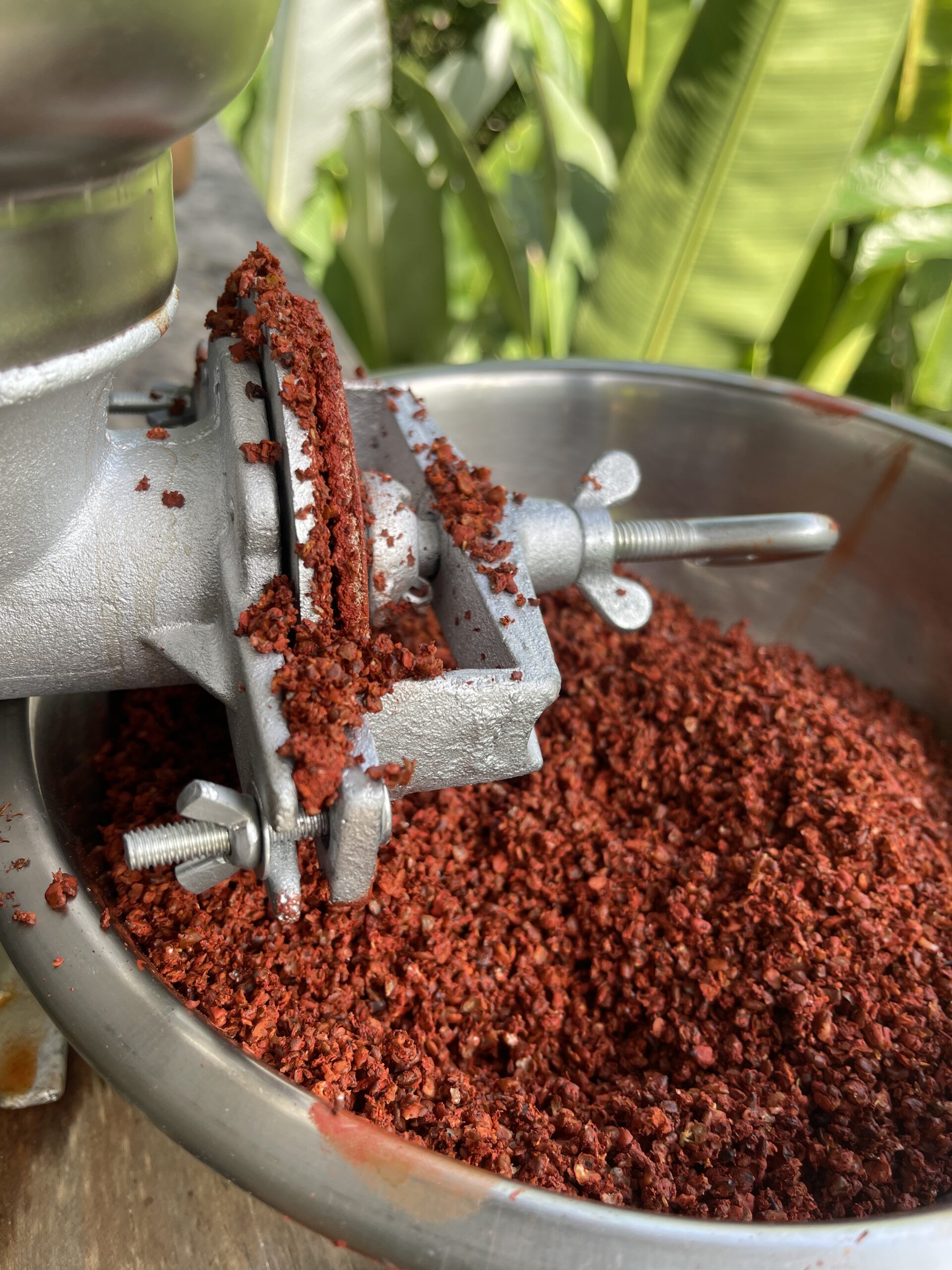 Processing achiote seeds